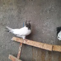 جوجه کله سیاه و کله سبز دم سبز|پرنده|همدان, |دیوار