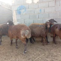 بره ماده|حیوانات مزرعه|گلبهار, نوبهار|دیوار