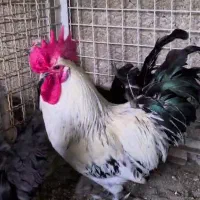 مرع و خروس و جوجه لاکندزی|حیوانات مزرعه|تهران, پاسداران|دیوار