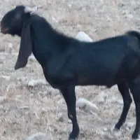 بهده افغانی اصلی ،داشتی