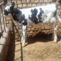 گوساله نر دو ماهه