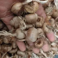 پیاز زعفران