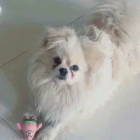 سگ پامر گمشده