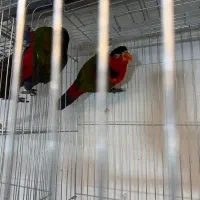 انواع طوطی لوری مولد و سخنگو|پرنده|تهران, دردشت|دیوار