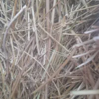 سیخ‌زیره‌