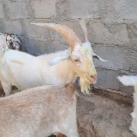 نربز سانن