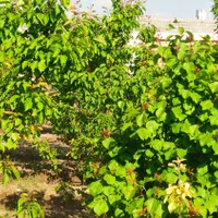 چهار دیواری باغ گاز آب شهری سند تک برگ جار|فروش زمین و ملک کلنگی|اصفهان, آبشار|دیوار