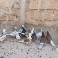 کبوتر پرشی|پرنده|آران و بیدگل, |دیوار