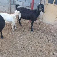 عرض ادب همراهان گرامی