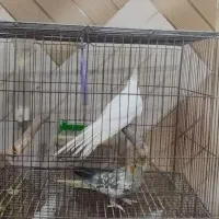 عروس پاریس نر و ماده