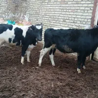 دو راس گوساله نر هولشتاین جنس وزن ۶۳۰به بالا