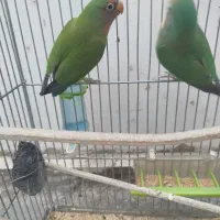 یک جفت طوطی برزیلی|پرنده|ری, دولتآباد|دیوار