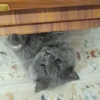 واگذاری گربه