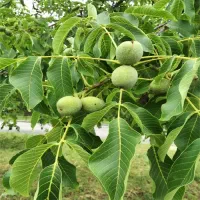 گردو تازه