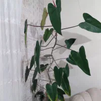 گل گیاه|گل و گیاه طبیعی|کرج, ساسانی (قلمستان)|دیوار