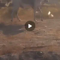 اسب نریان|اسب و تجهیزات اسب‌سواری|مشگین شهر, |دیوار