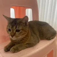 گربه بریتیش بلک گلدماده|گربه|تبریز, |دیوار