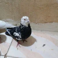 6عدد کفتر زرنگ بهبهانی شهری