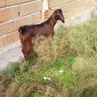 بز آبستن شکم اول سونو شده سالم سرحال