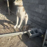 توله سگ سرابی