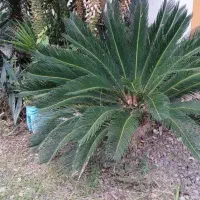 کاج و سیکاس