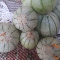 کالک تردوخوشمزه