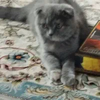 اسکاتلیش دبل فولد هفت ماهه بسیار اروم و مهربان|گربه|تهران, آبشار|دیوار