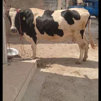 قصاب و سلاخ سیار(قصابی وسلاخی)ذبح گاو،گوسفند وبز