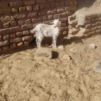 بزغاله  کره  کوهبنان|حیوانات مزرعه|کوهبنان, |دیوار