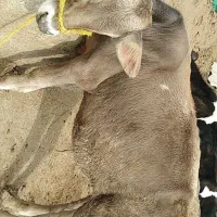 گوساله پروار