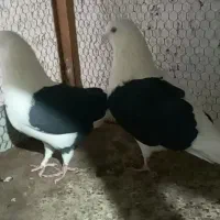 کبوترپشت دارسیاه