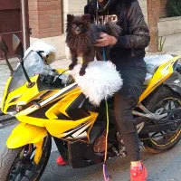 واگذاری سگ پامرین،(پامر)مشکی