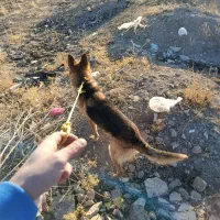 سگ ژرمن  باهوش و با ادب حرف گوش کن قیم7