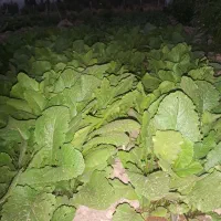 شلغم محلی