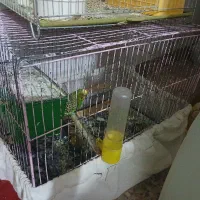 3عدد مرغ عشق دوتا ماده یک نر روی تخم خوابیده