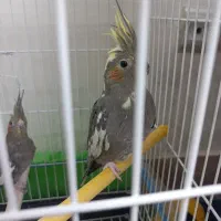 فروشی مدل گل باقالی