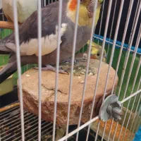 یک جفت طوطی عروس|پرنده|نور, |دیوار