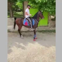 اسب نریان فروشی