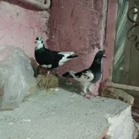 کبوتر پرشی
