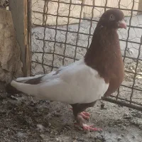 کبوترسه عدد