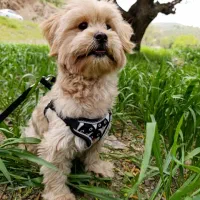 واگذاری لــوســی|سگ|مهاباد (آذربایجان غربی), |دیوار