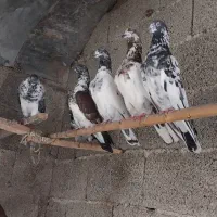 کبوتر پرشی