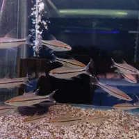 ردلاین سایز ۸سانت