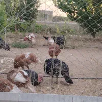 بوقلمون برنزه محلی