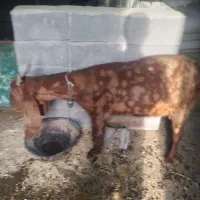 گوسفندپاکستانی