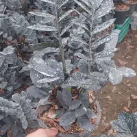 زاموفیلا سوپر بلک