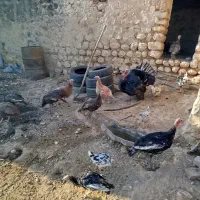 بوقلمون سالم و سرحال|حیوانات مزرعه|کوهدشت, |دیوار