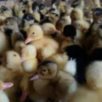 جوجه اردک|حیوانات مزرعه|قم, شهرک مهدیه (مدرس)|دیوار