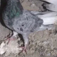 دم‌سفید‌۳۵۰۰|پرنده|محمدیه-قزوین, |دیوار