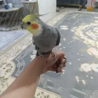 عروس هلندی گمشده